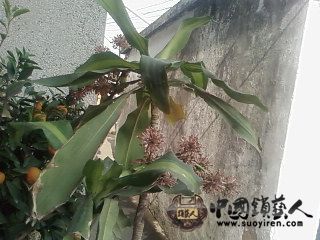 SP_A0219.jpg