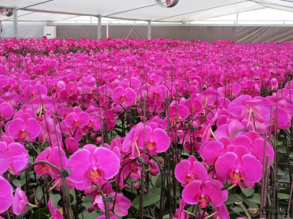 花花.jpg