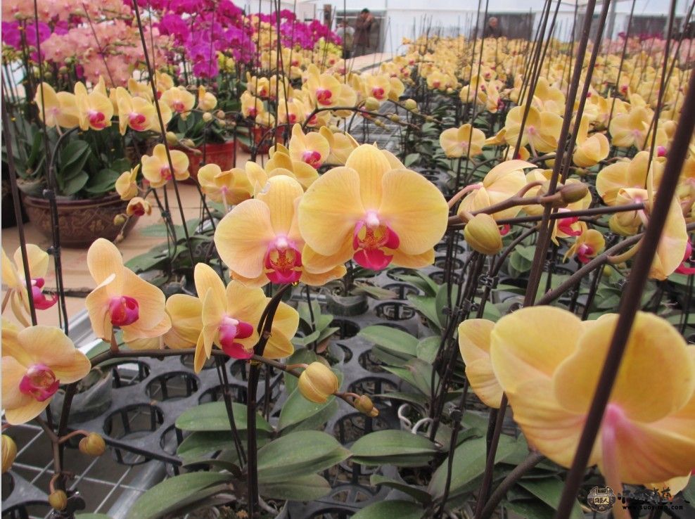 花花3.jpg