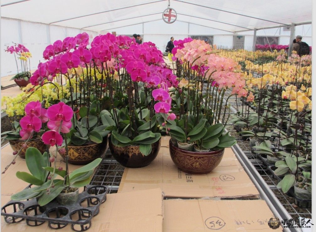 花花5.jpg