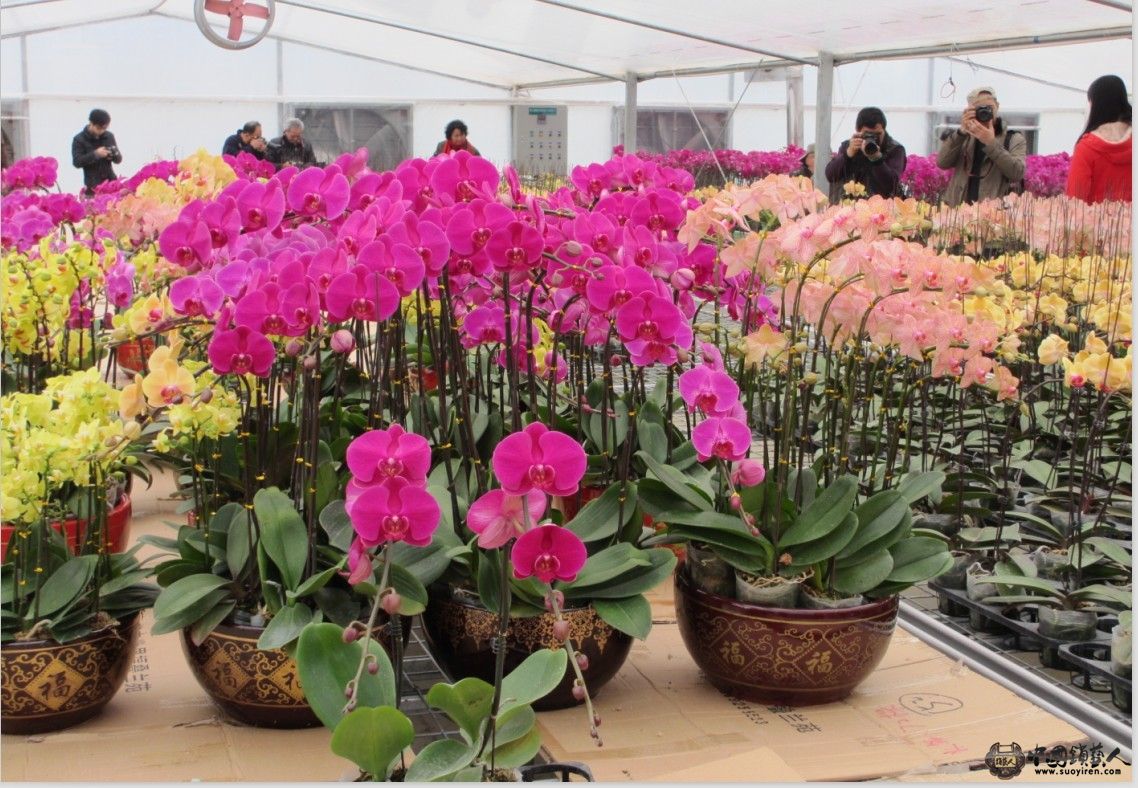 花花6.jpg