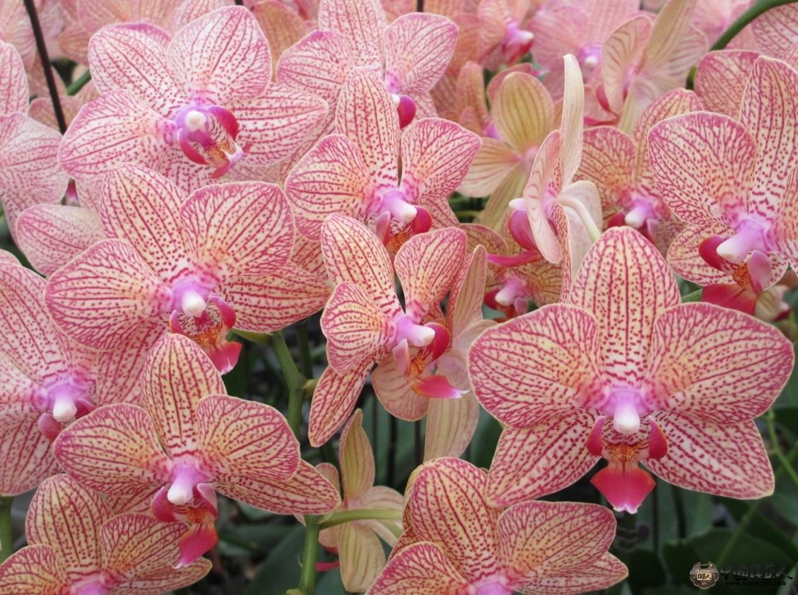 花花8.jpg
