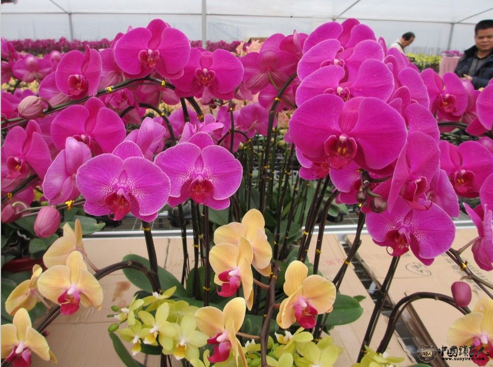 花花14.jpg