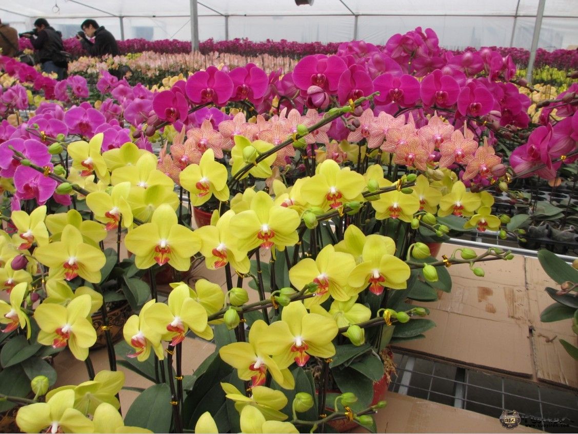 花花15.jpg
