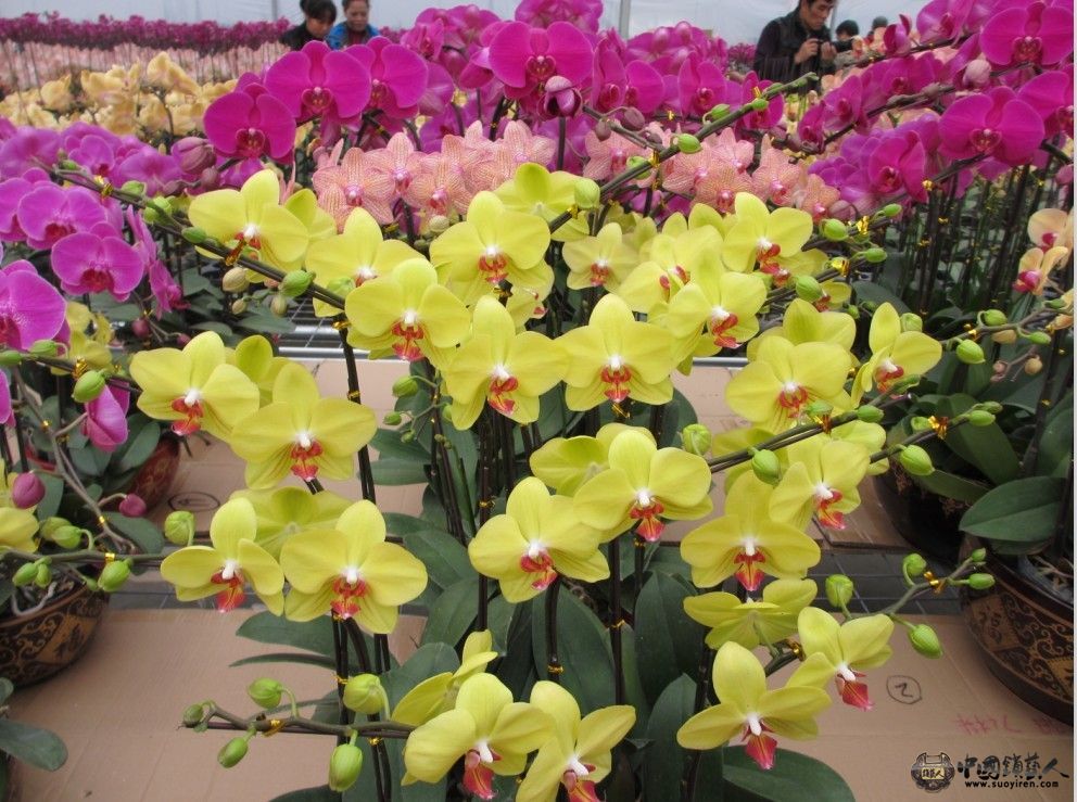 花花17.jpg