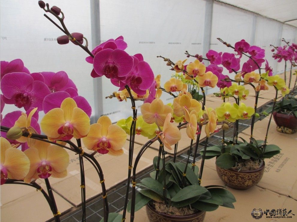 花花18.jpg