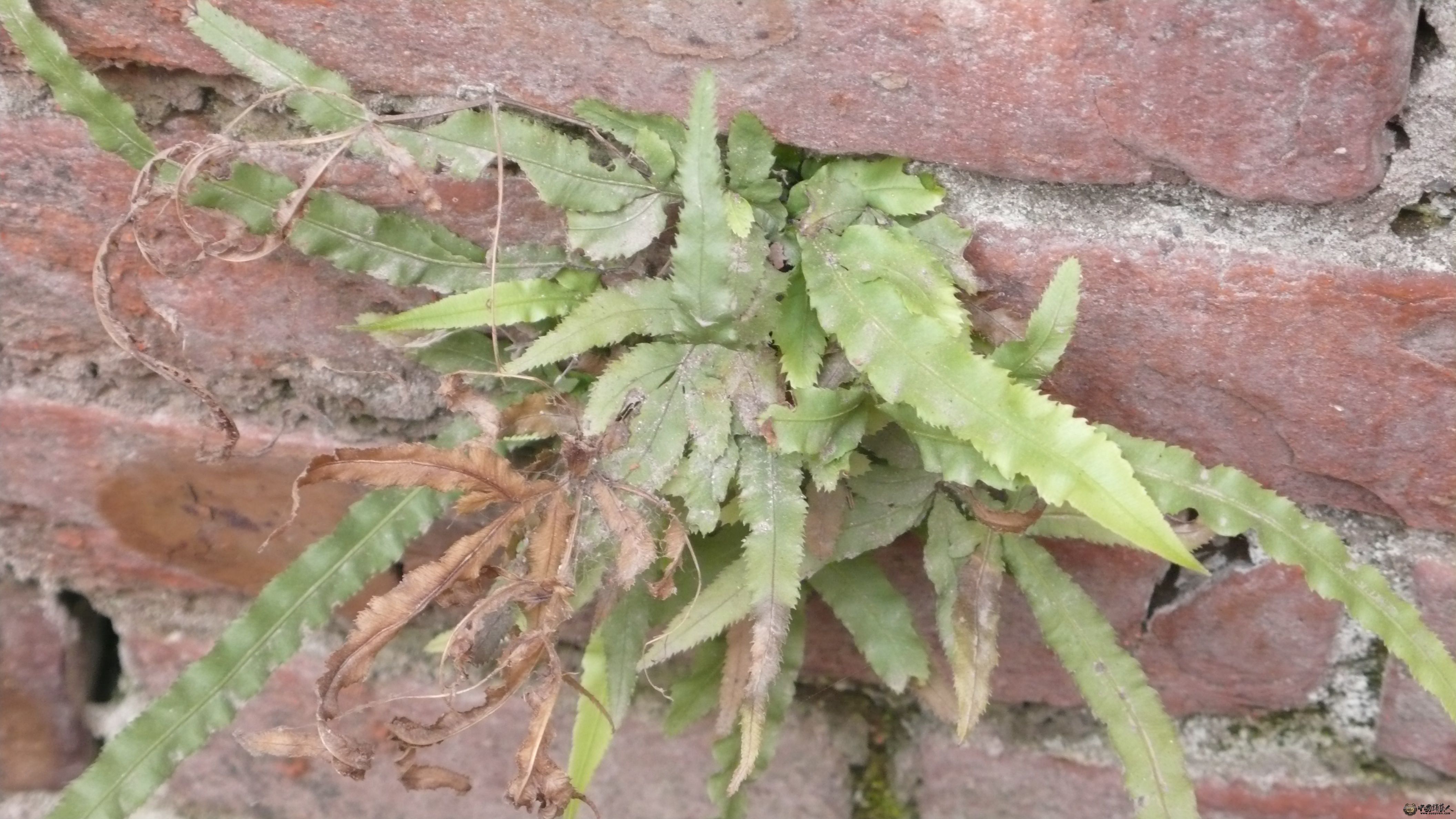 L1100211.JPG