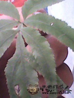 IMG0022A.jpg