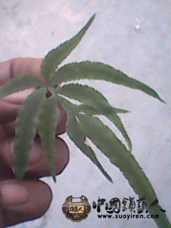 IMG0023A.jpg