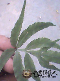 IMG0024A.jpg