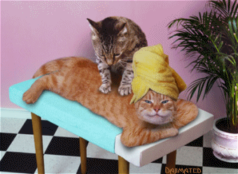 2.gif